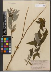 Foto von Salix wallichiana Andersson
